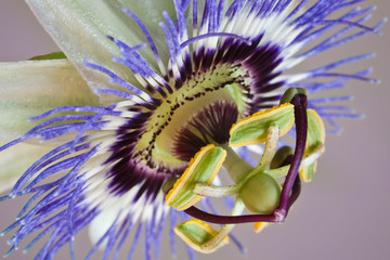 Macro of side view of passion flower. 