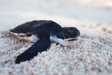 Close-Up of green sea turtle hatchings