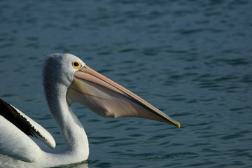 Australian Pelican
