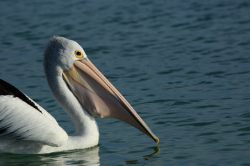 Australian Pelican