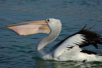 Australian Pelican