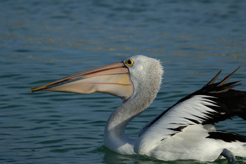 Australian Pelican