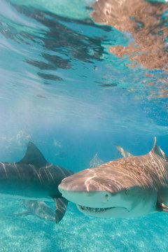 Lemon Shark (Negaprion Brevirostris) Northern Bahamas 