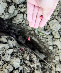 Sowing of maize out of hand