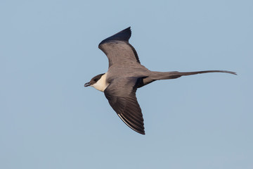 Long-tailed jaeger flying