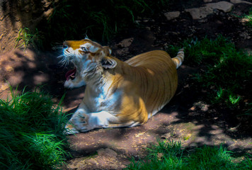 tigre 
