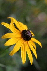 Black Eyed Susan Daisies