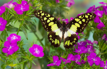 Fototapeta na wymiar The Electric Green Swallowtail Butterfly, Graphium tyndereus