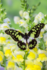 The Electric Green Swallowtail Butterfly, Graphium tyndereus