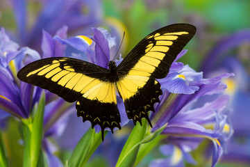 The Androgeus Swallowtail, Queen Page or Queen Swallowtail Butterfly, Papilio Androgeus