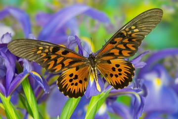The Giant African Swallowtail Butterfly, Papilio antimachus
