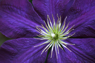 Clematis flower detail
