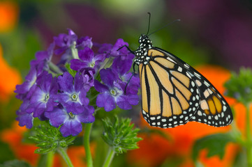 Monarch Butterfly, Danaus plexippus
