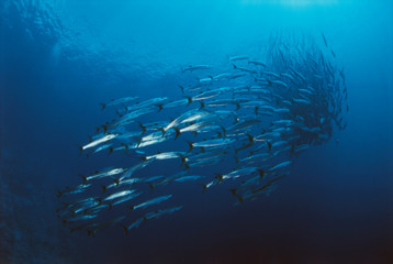 View of school of fish barracuda in sea