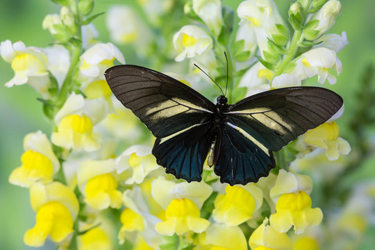 Crassus Swallowtail Butterfly, Battus Crassus in the Papilionidae family