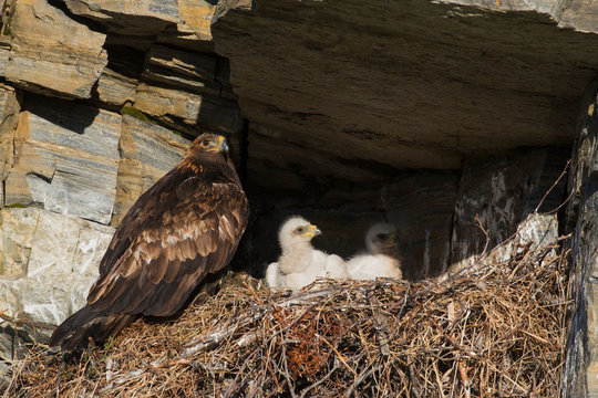 Golden Eagle With Week Old Chicks