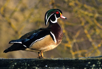 Male wood duck, Canada