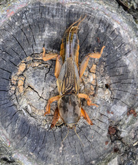 Gryllotalpa gryllotalpa On the cut of the old stump. Pest of garden plantations.