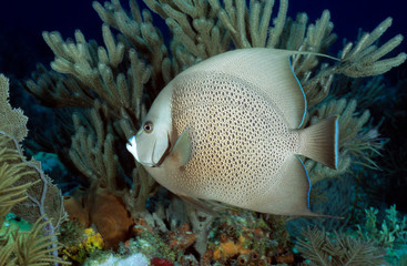 Gray angelfish Caribbean