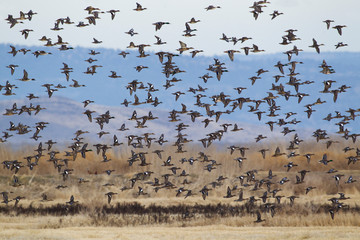 Large flock of ducks flying past