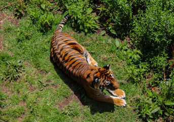 tigre