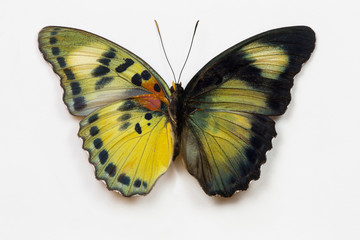 Euphaedra sp. from Africa comparing the top and underside of its wings