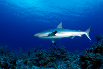 Reef shark Caribbean