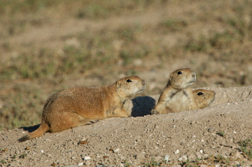 Black-tailed Prairie Dog, Cynomys ludovicianus, adults at entrance to burrow, Lubbock,Texas,September