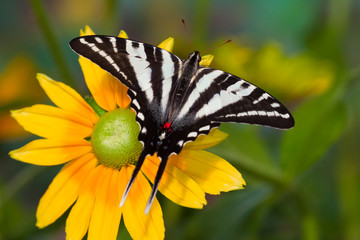Zebra Swallowtail Butterfly, Eurytides marcellus