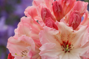 Close-up of pink rhododendron blossoms. 