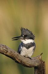 Belted Kingfisher, Megaceryle alcyon,male lcalling, Willacy County, Rio Grande Valley, Texas, USA, May