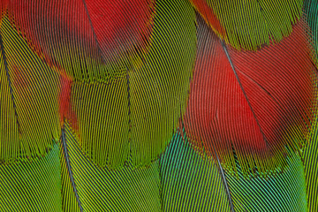 Breast feathers of Harlequin Macaw © Darrell Gulin/Danita Delimont