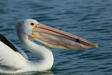 Australian Pelican