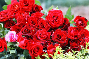 bouquet of red roses on a green background