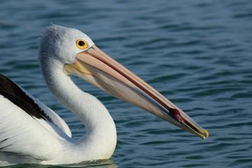 Australian Pelican