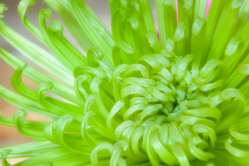 Close-up of spider chrysanthemum. 