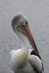 Australian Pelican