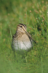 Common Snipe, Gallinago gallinagoadult, Willacy County, Rio Grande Valley, Texas, USA, March