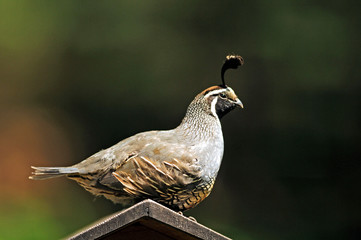 A male California quail perched on a bird house