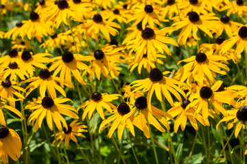 Black-eyed Susan's, USA