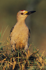 Golden-fronted Woodpecker, Melanerpes aurifrons,male, Willacy County, Rio Grande Valley, Texas, USA, May