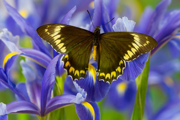 Madyes Swallowtail Butterfly, Battus madyes buechi wings open