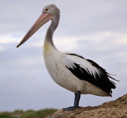 Australian Pelican