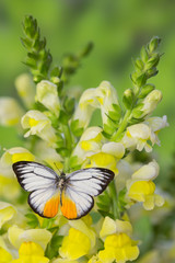 The Orange Gull butterfly, Cepora iudith malaya