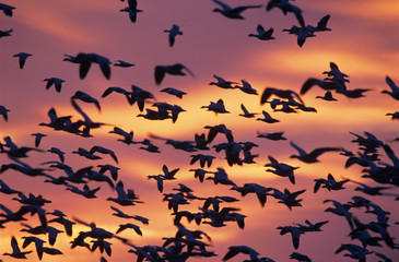 Fototapeta na wymiar Snow Goose, Chen caerulescens, flock in flight at sunrise, Bosque del Apache National Wildlife Refuge, New Mexico, USA, December