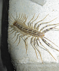 Centipede on concrete