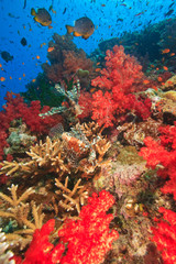 Lionfish (Pterios volitans) surrounded by lush Soft Corals (Dendronepthya sp.) and Anthias fish, near Beqa Island off Southern Viti Levu, Fiji, South Pacific