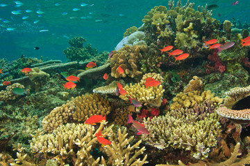 Fototapeta na wymiar schooling Fairy Basslets (Pseudanthias squamipinnis) near Hard Corals , Vibrant & Colorful, healthy Coral Reef, Bligh Water, Viti Levu, Fiji, South Pacific