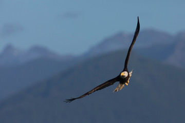 Bald eagle flying