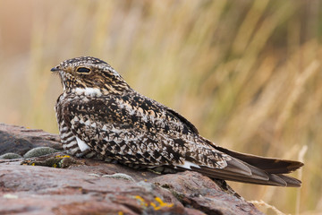 Common Nighthawk, daytime roost